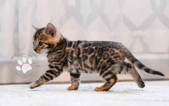 Bengal kitten for sale